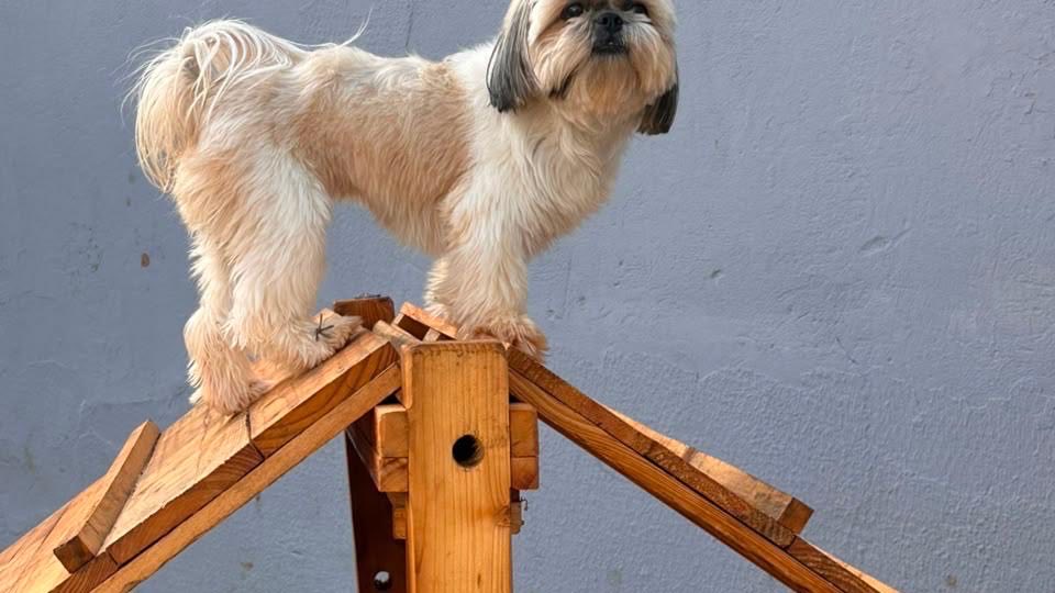 Shih Tzu em pé sobre brinquedo de madeira no espaço da creche Dog Club